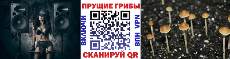 Купить  Прохладный  Псилоцибиновые грибы Psilocybe 